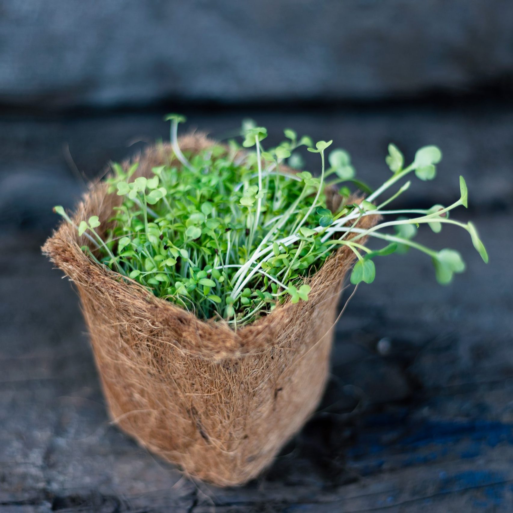 Gekeimte Lebensmittel